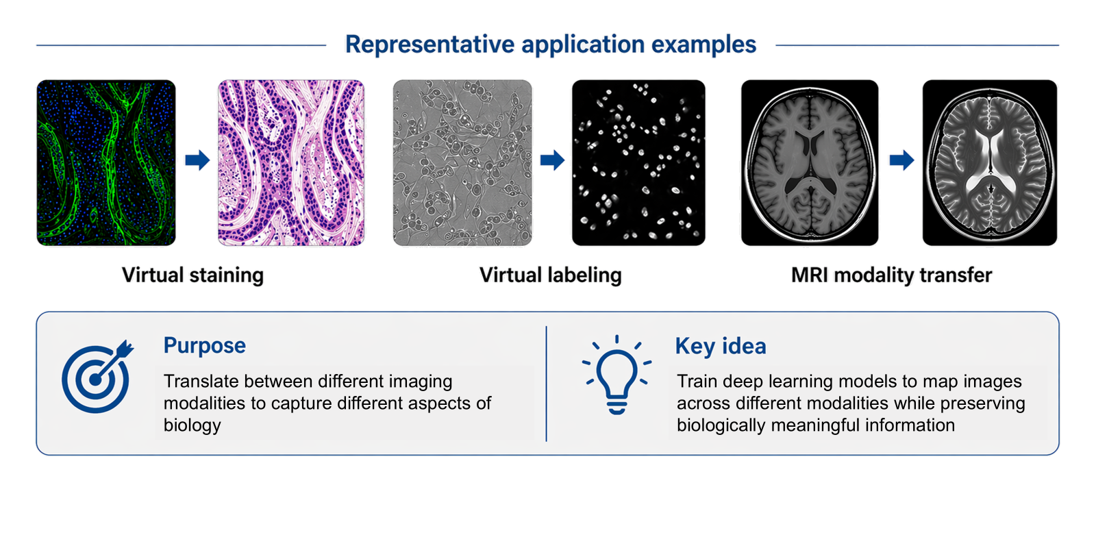 Slide: Biomedical image translation